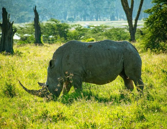 Ruma National Park
