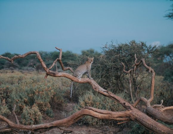 Samburu