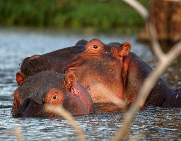 Naivasha